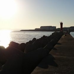 なかなかのサイズのアジでした！